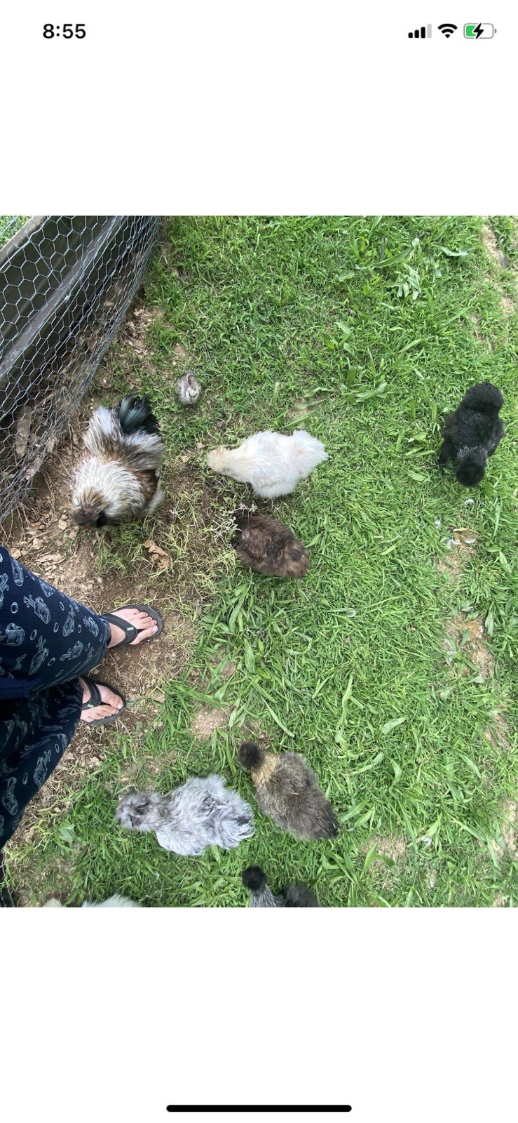 24 Bearded Silkie Hatching Eggs