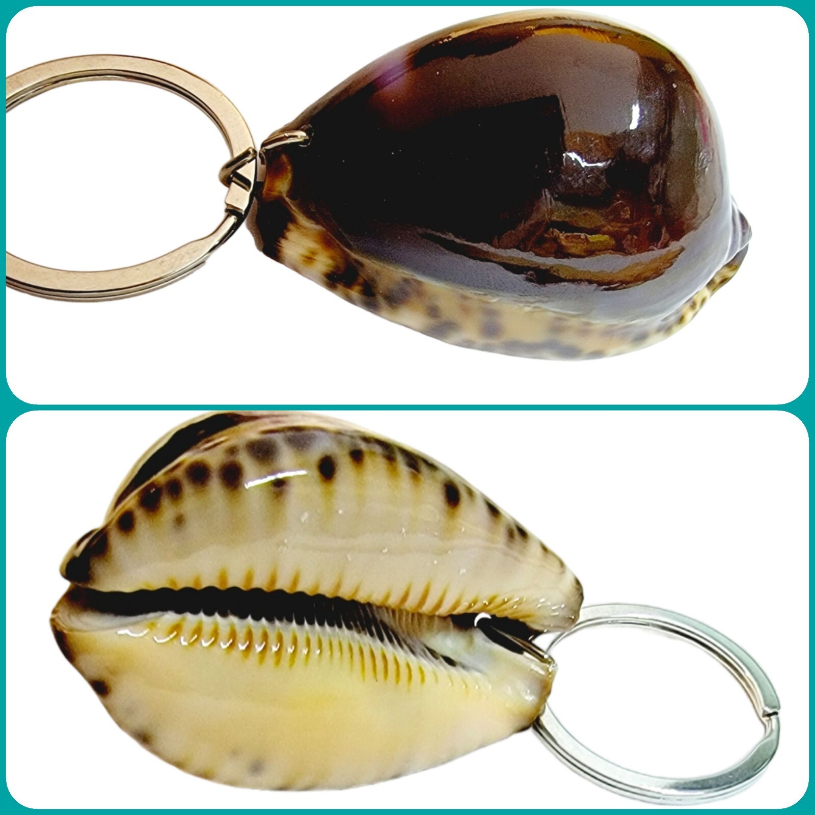 Tiger Cowrie Sea Shell Keychain Natural Marinelife Seashell Keyring Gift