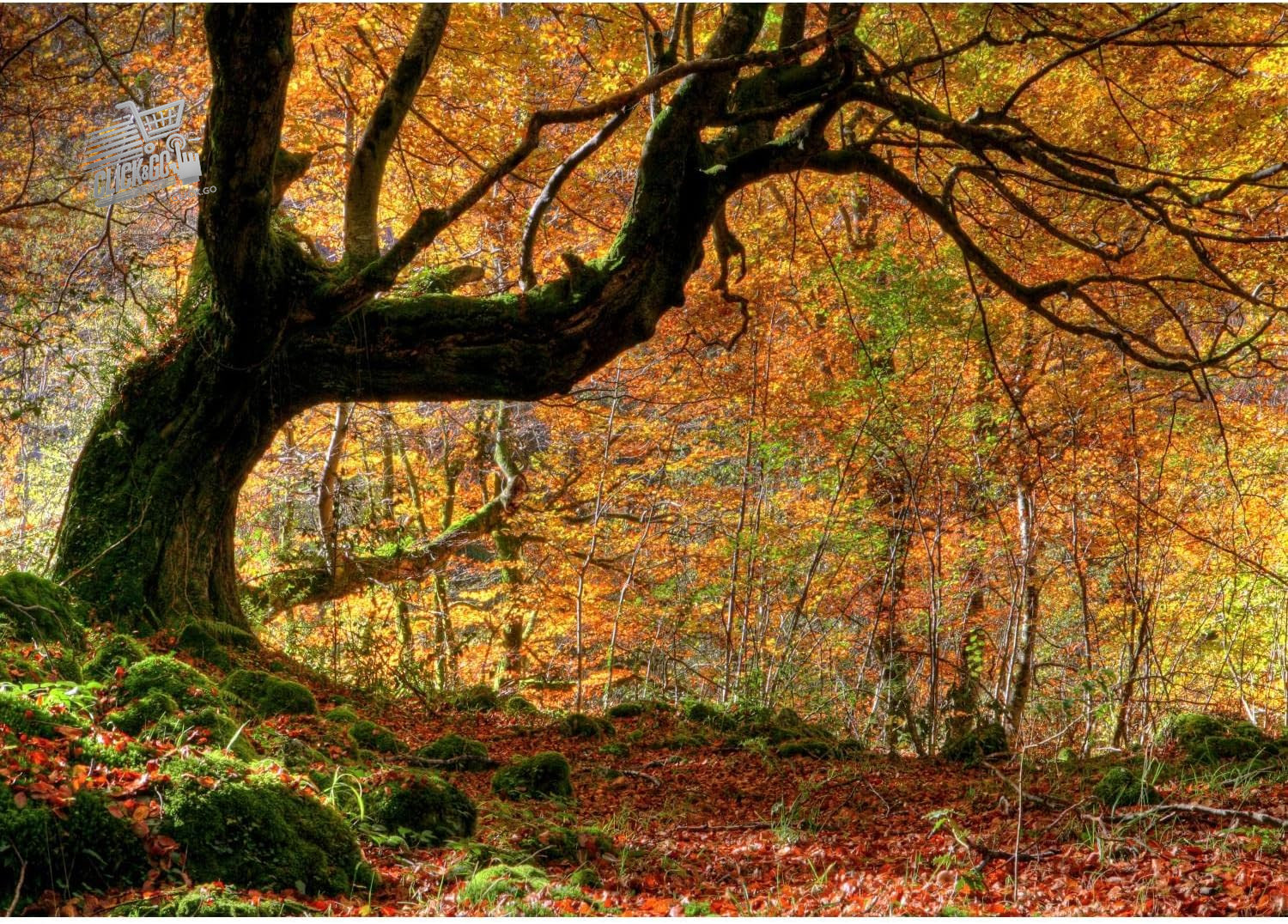 Photographic Wallpaper Forest in Autumn 352 X 250 Cm Fleece Wall Background XX