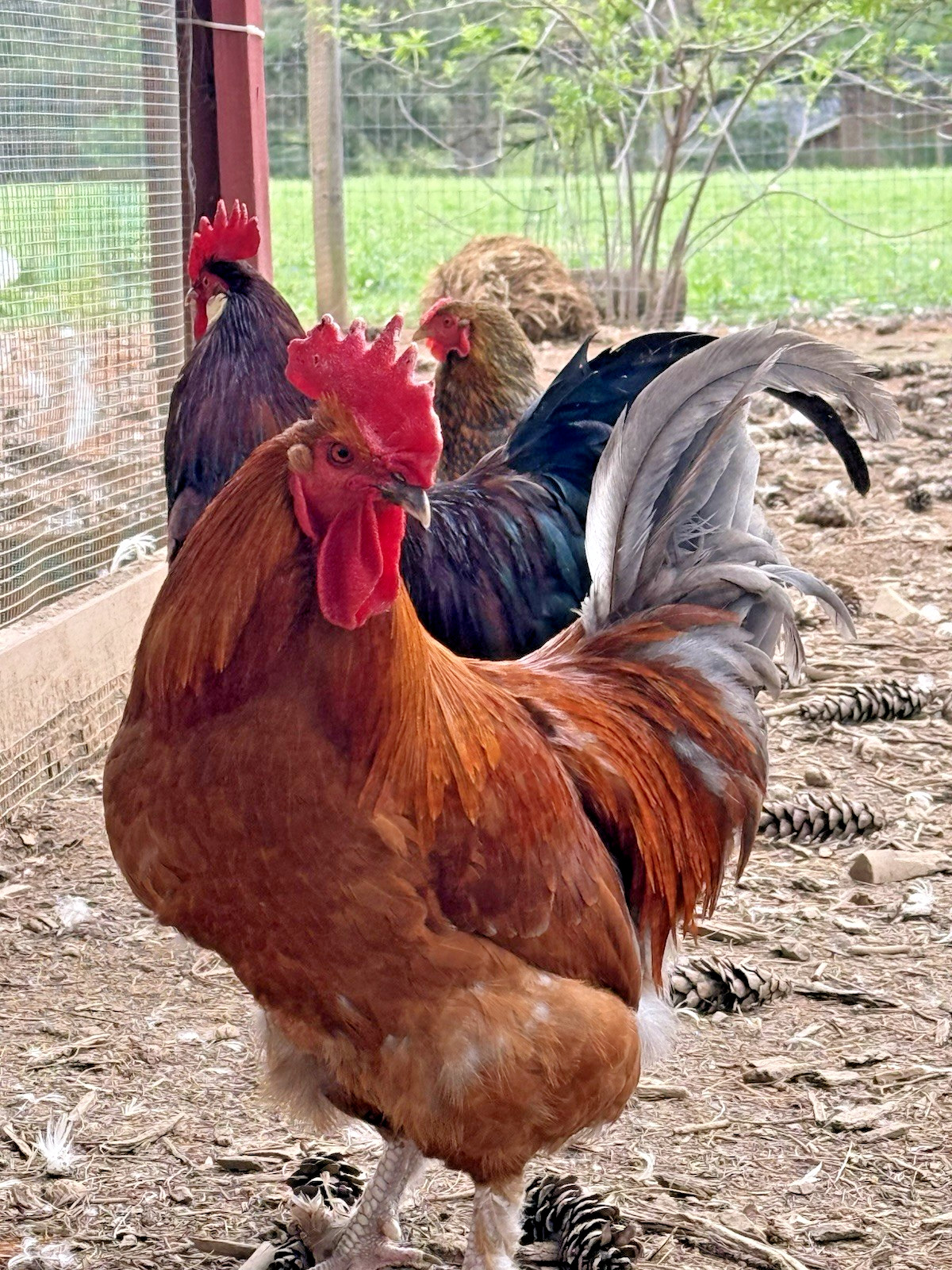 8++ Chicken Hatching Eggs ~Barnyard Mix~ Rainbow Egg Layers ~ Premium Breeds
