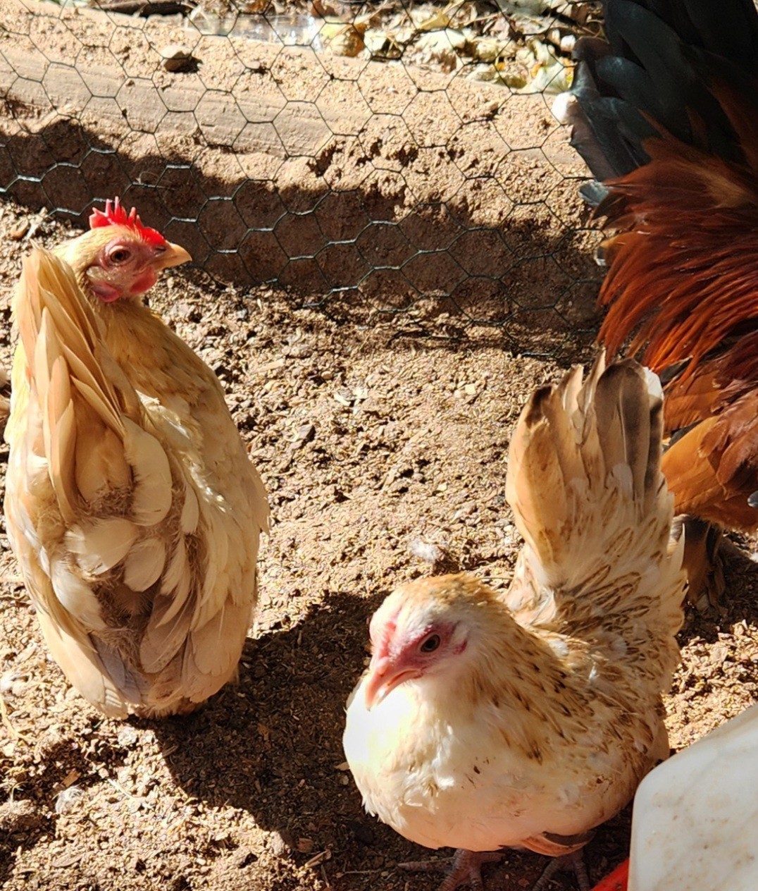 10++ Fertile Show Quality Serama Chicken Hatching Eggs