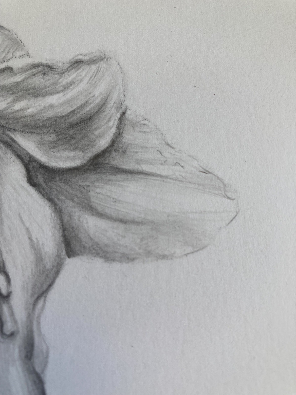 Original Artwork Botanical Flower Lily Graphite Pencil Drawing
