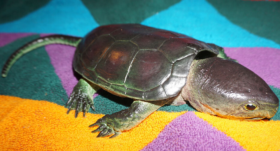 Snapping Turtle Replica - AAA - Realistic PVC