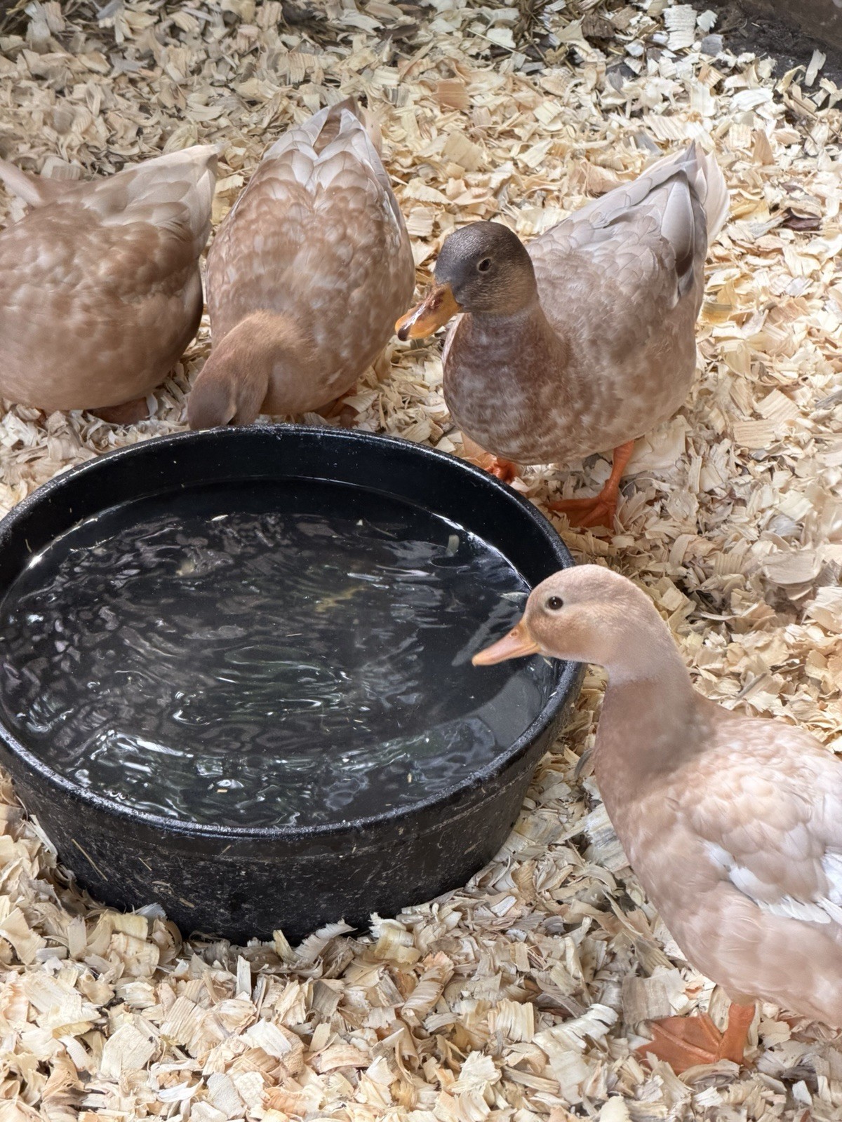 6 BUFF Call Duck Eggs-  Shipped Fresh  & Quickly With Care