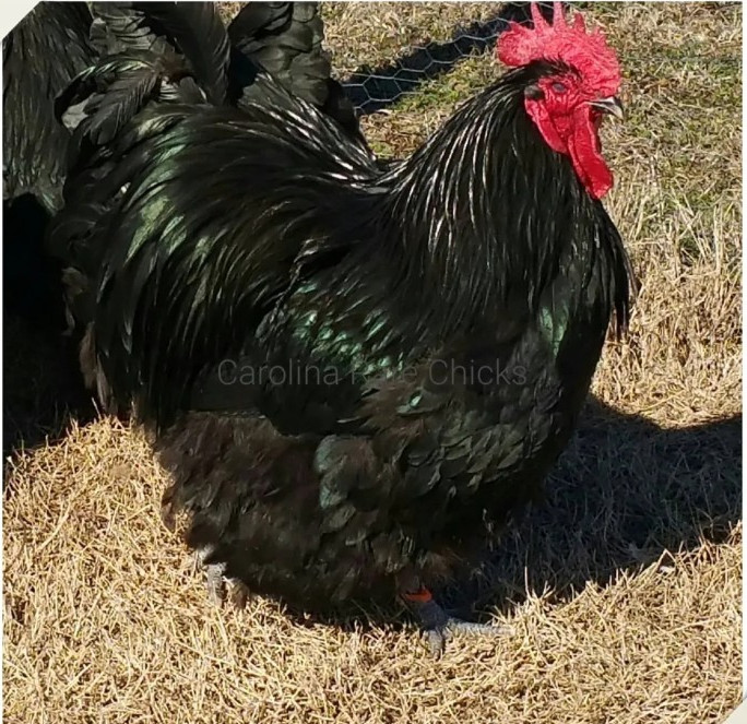 8+ English Black Orpington Hatching Eggs