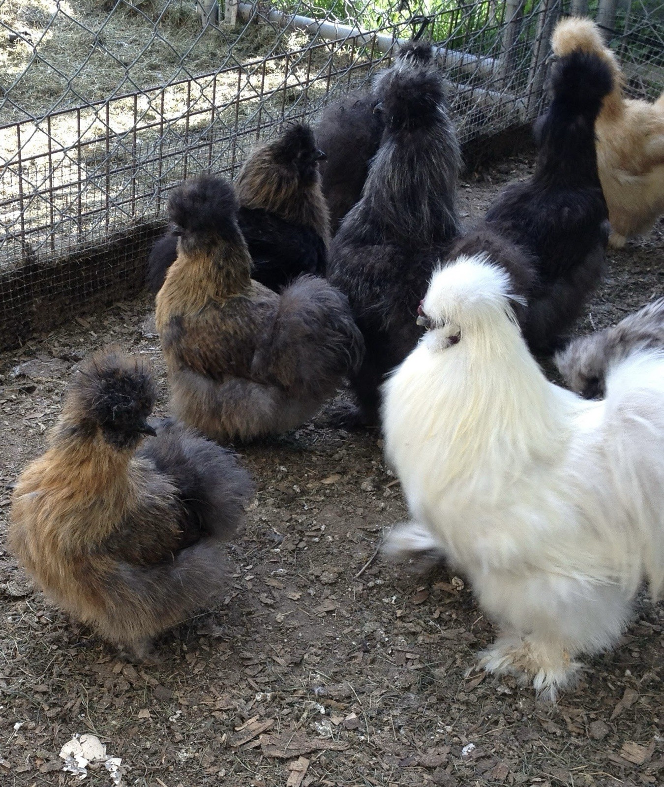 SQ Bearded Silkie Hatching Eggs (dozen)