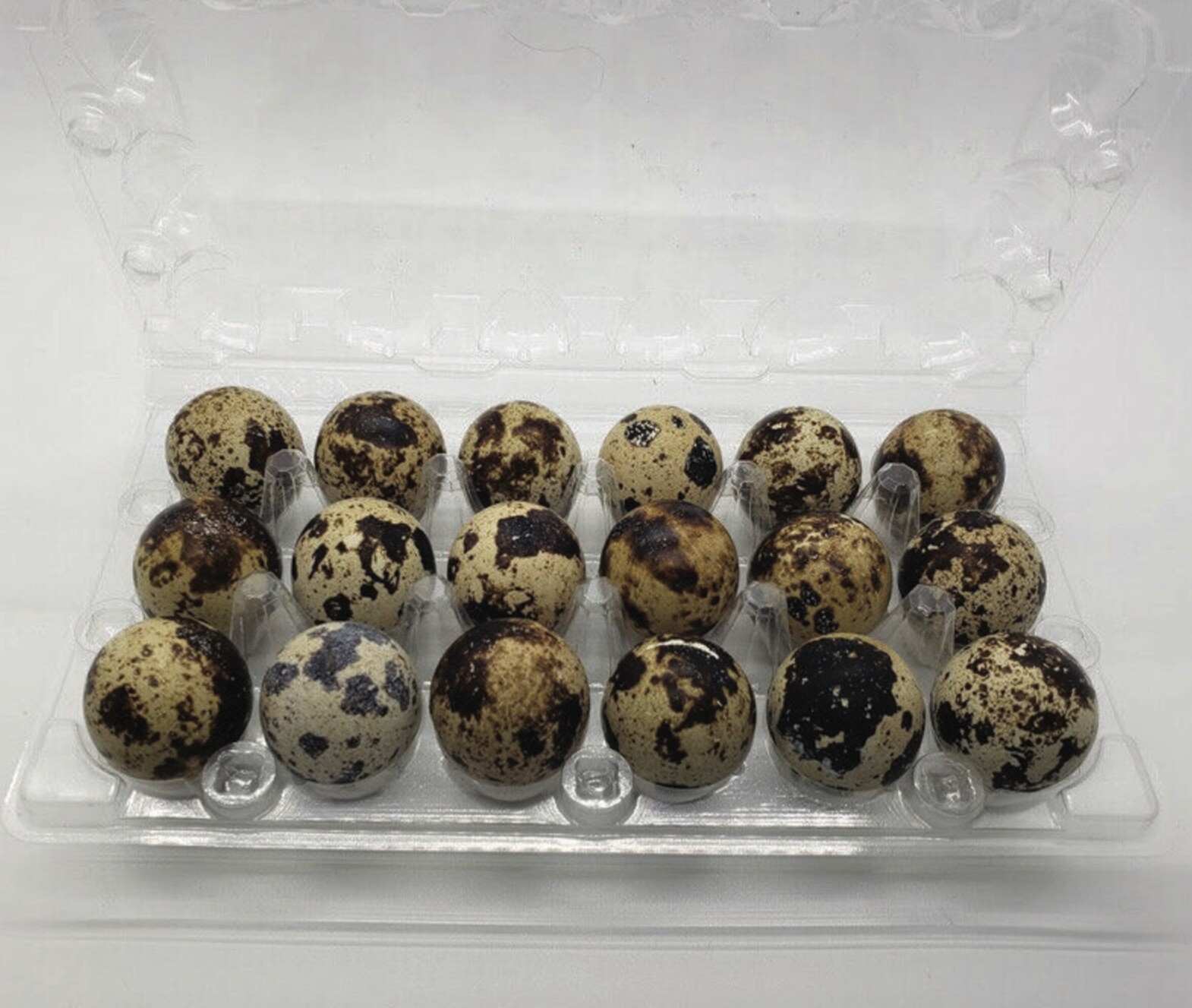 JUMBO Quail Egg Cartons (100 packs) Holds 18 Eggs Secure Snap Close!