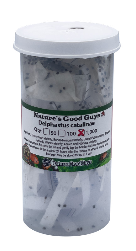 Delphastus catalinae - Whitefly Control 1,000 adults
