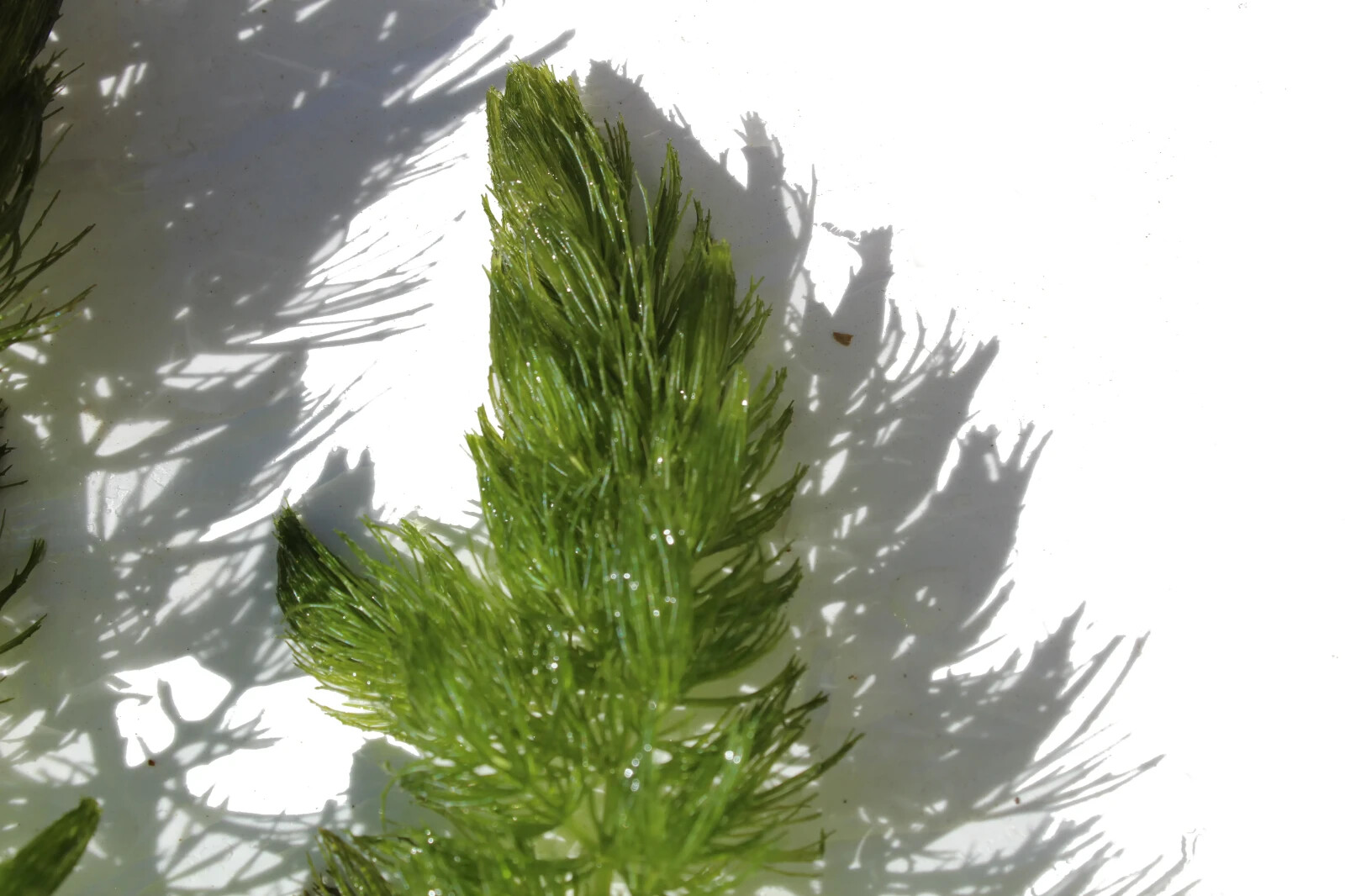 3+ Hornwort Live Aquarium Plants