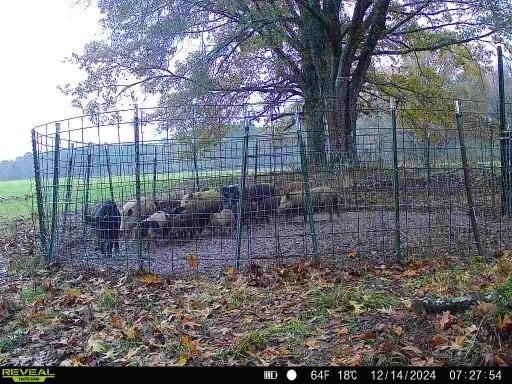 Swine Switch Cellular Hog Trap Trigger Cell Pig
