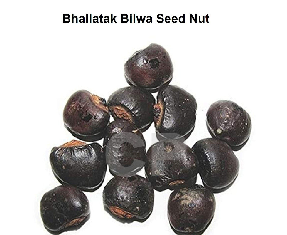 Bilwa Seed Bhilwa Semecarpus Anacardium Marking Nut Bhallatak 50gm (1.7 OZ):