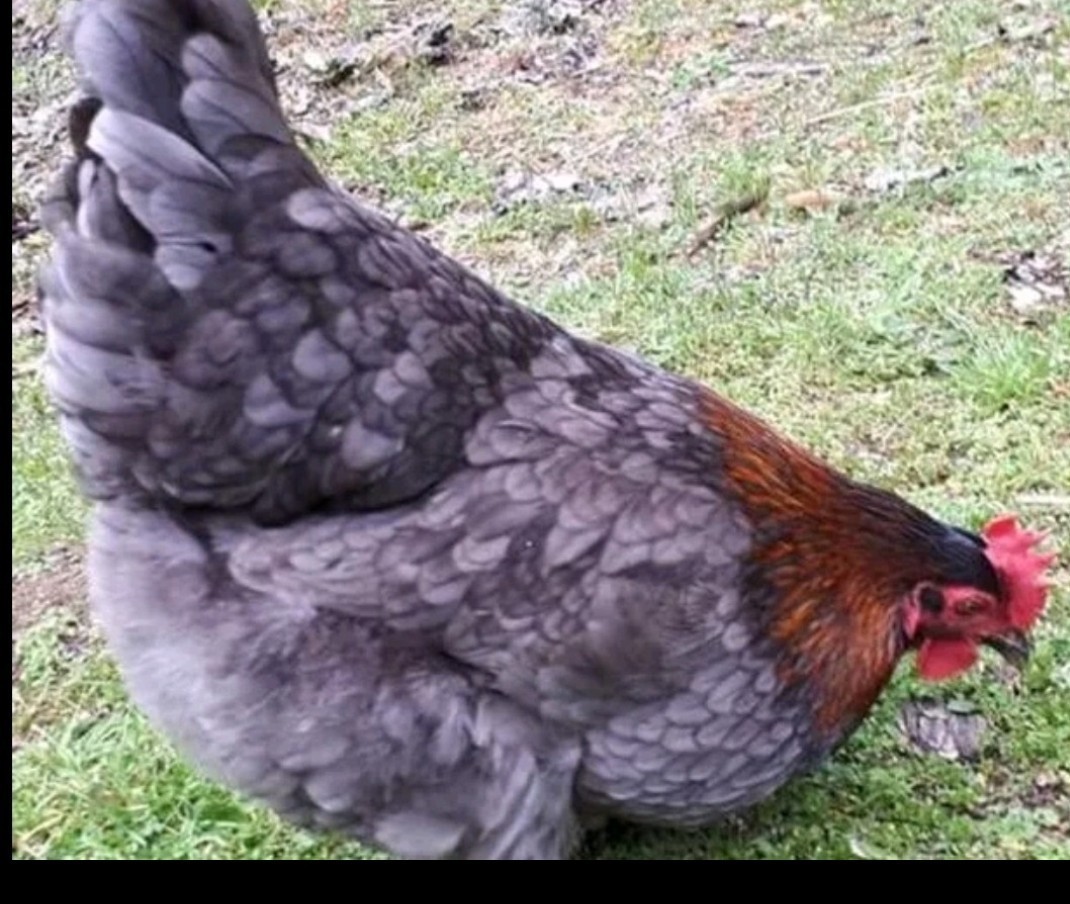 Hatching Maran Eggs 8 (Splash, Blue And Black Copper