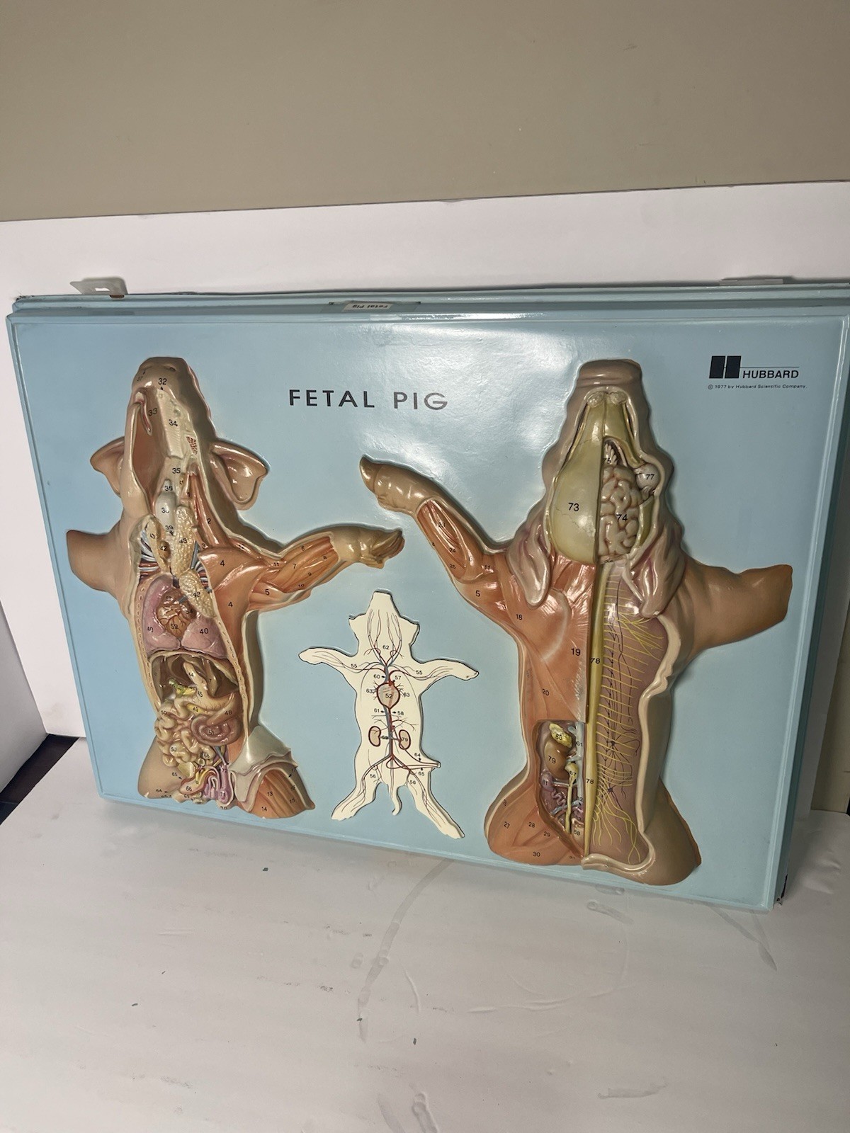 Vintage Hubbard Scientific 3D Displays Fetal Pig
