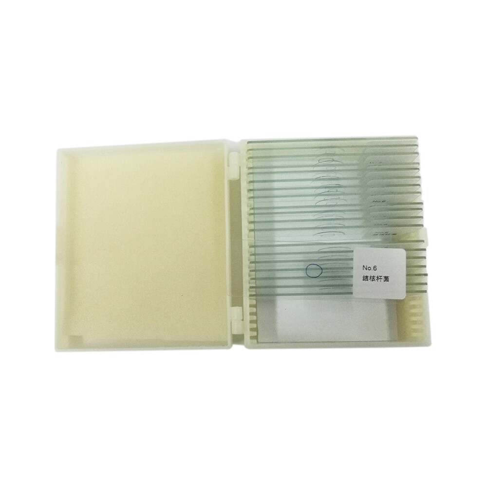 25 Germ Bacteria Microbiological specimen Gram Stain Microbial Microscope Slides