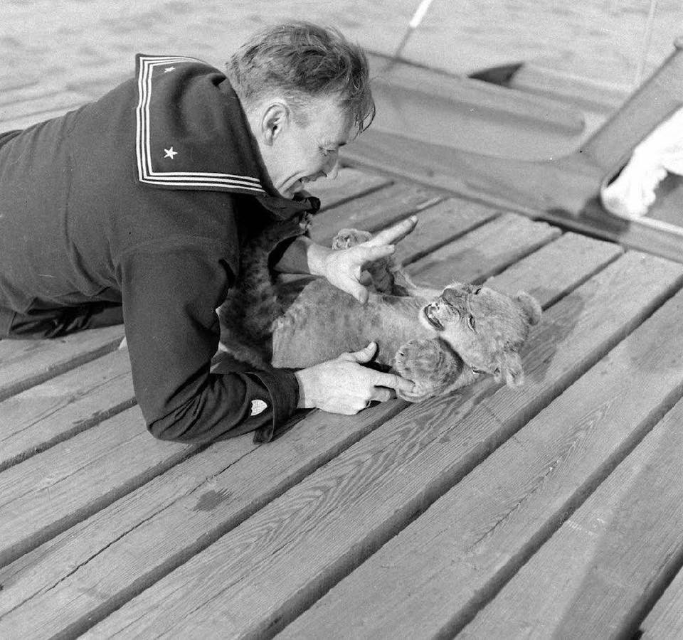 WW2 WWII Photo US Coast Guard Crewman with Lion Cub  USCG World War Two / 7222