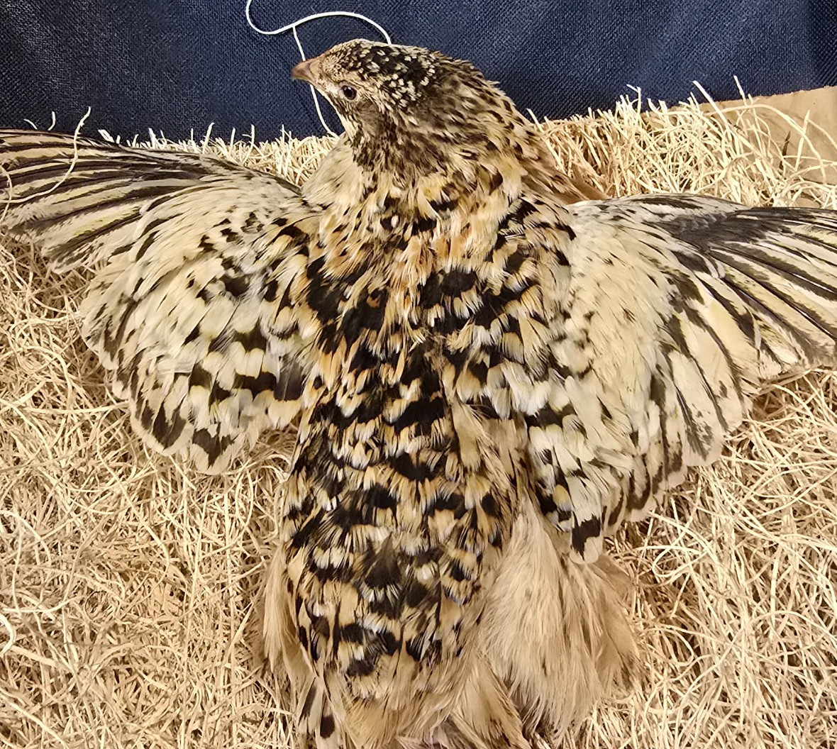 Jumbo Pansy Rotkopf Coturnix Quail Hatching Eggs