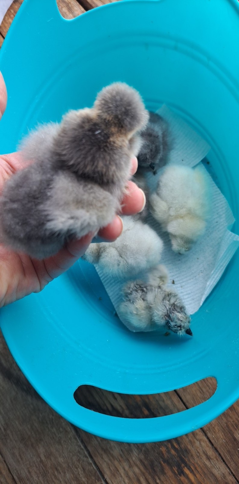 12 Silkie Hatching Eggs Npip