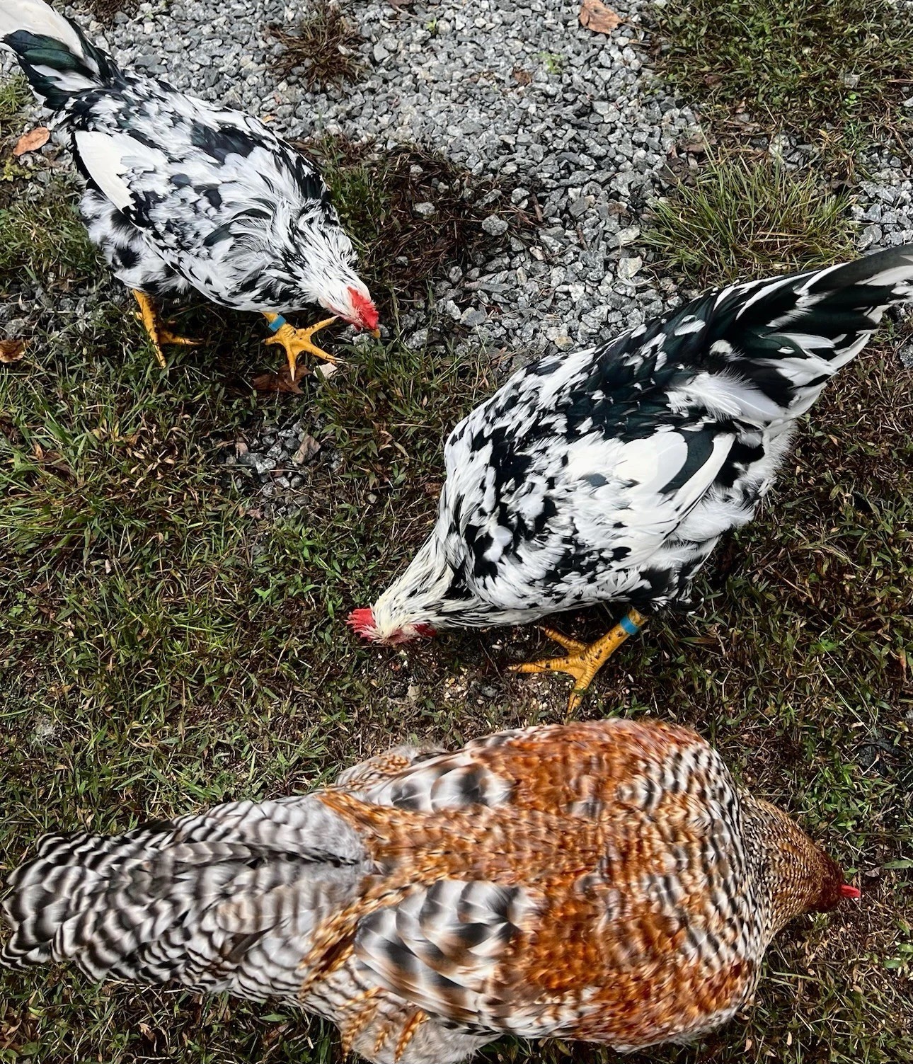 🎱 12 FERTILE HATCHING E G G S 🎱