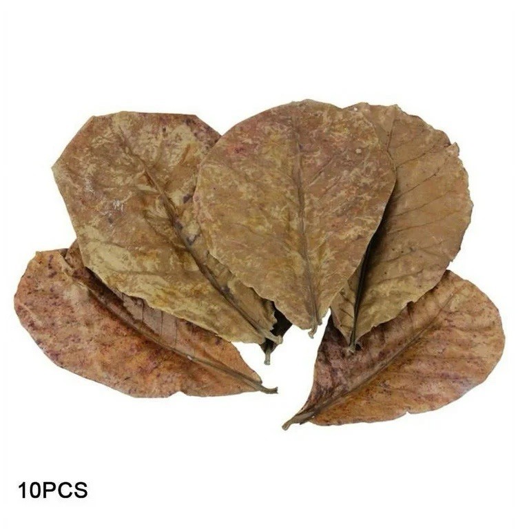 20pack Almond Leaves Air Dried Or Green Organic