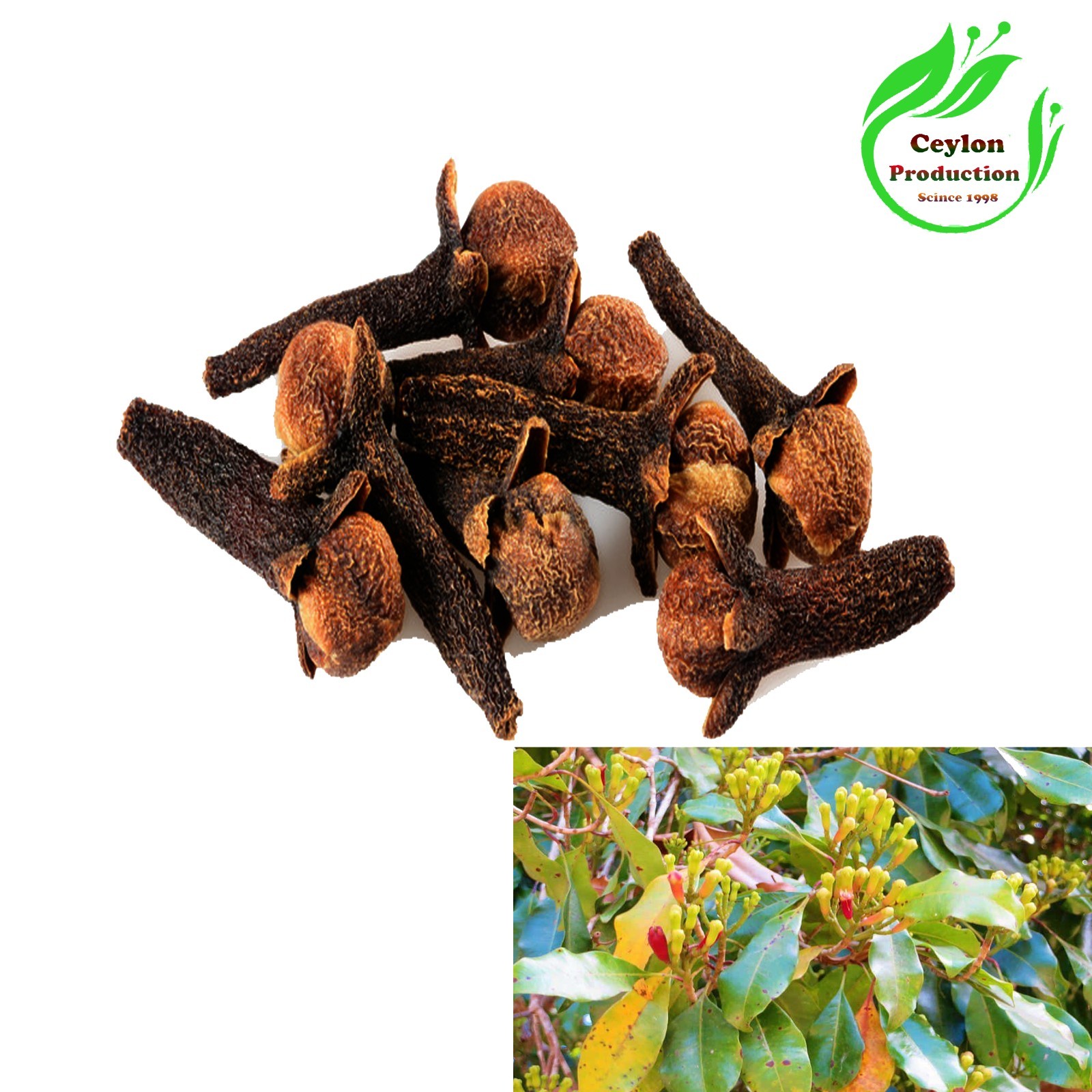 Clove Buds whole Sun Dried Organic  Spices Syzygium aromaticum pumpkin spice