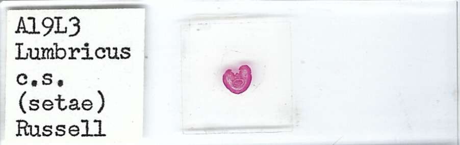 Earthworm Lumbricus c.s. Setae  Microscope Slide
