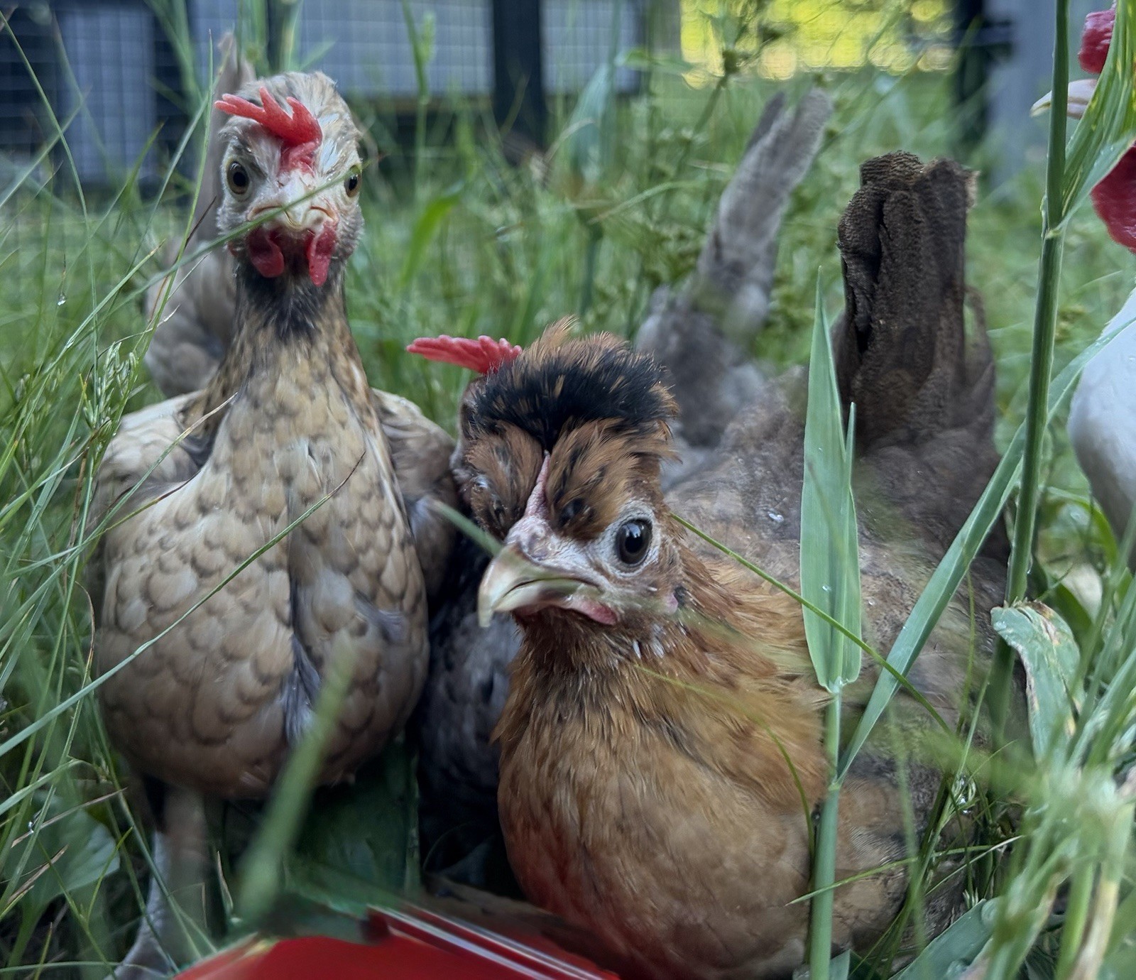 6 Kikiriki Hatching Eggs 🐣 Tiny Chickens From Puerto Rico
