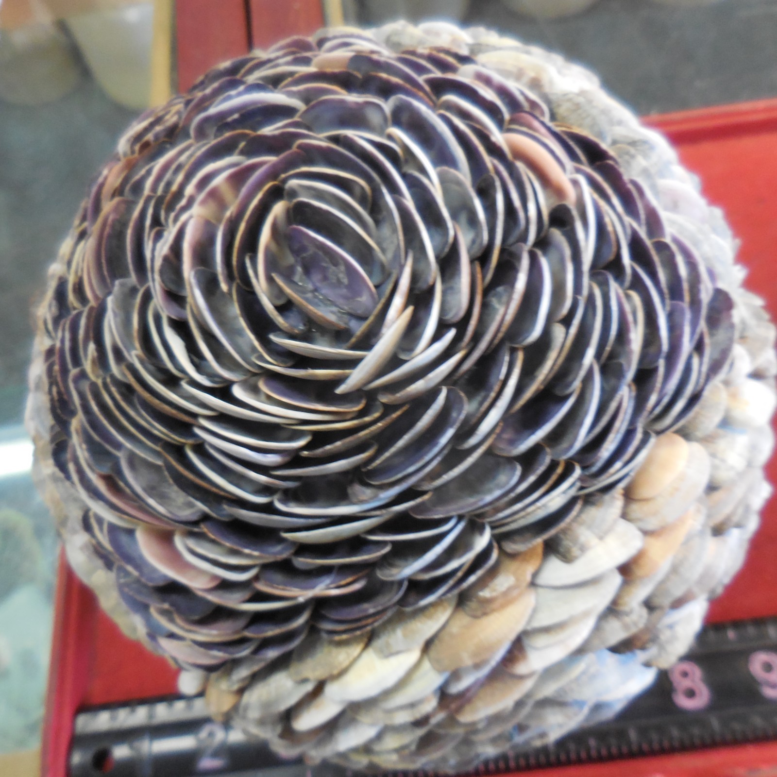 Seashell Orb Sphere Ball 7-inch" Beach Nautical Decor "
