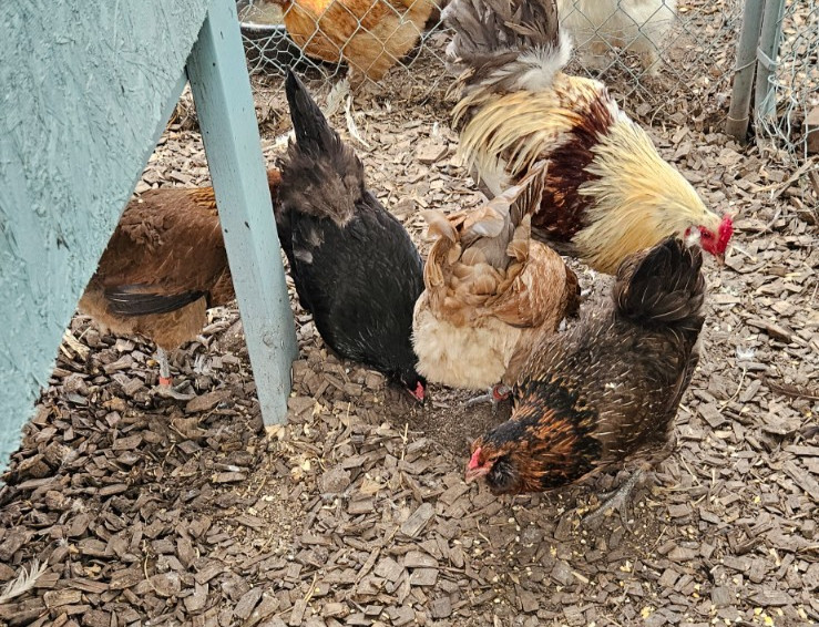 12 Easter Egger hatching eggs