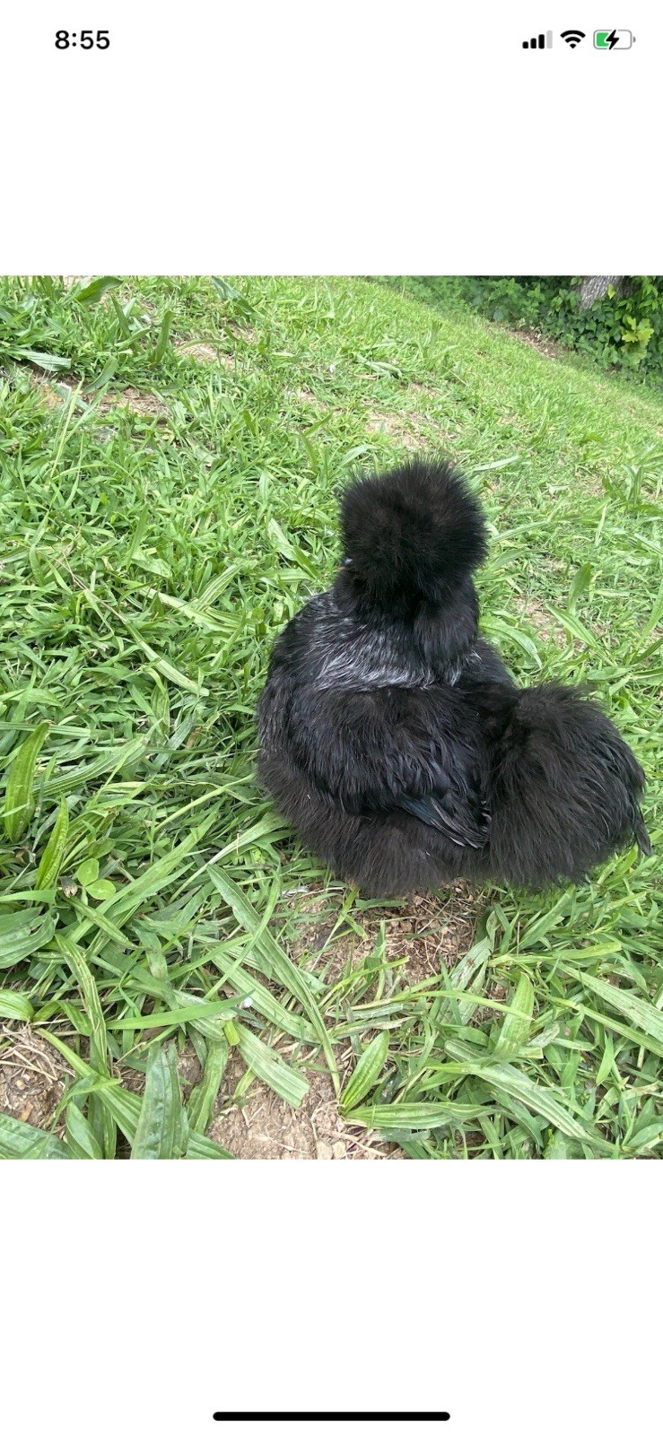 24 Bearded Silkie Hatching Eggs