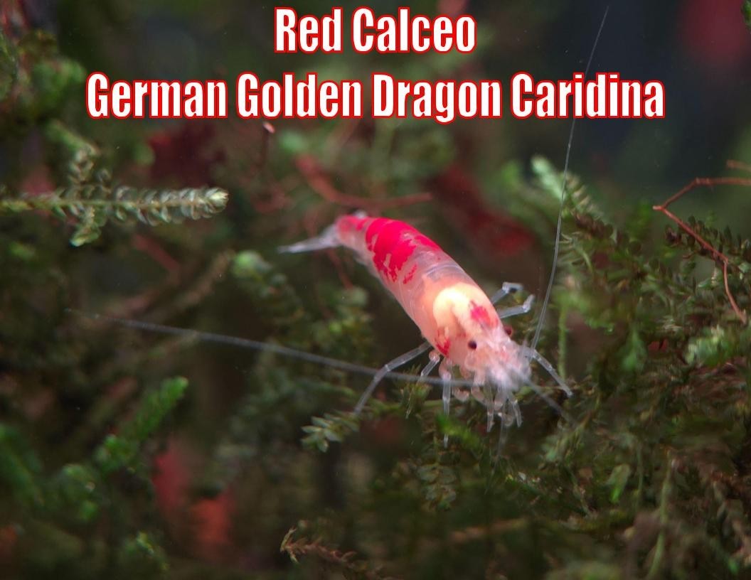 Red Calceo German Golden Dragon Caridina Live Shrimp for Aquarium Healthy Tank