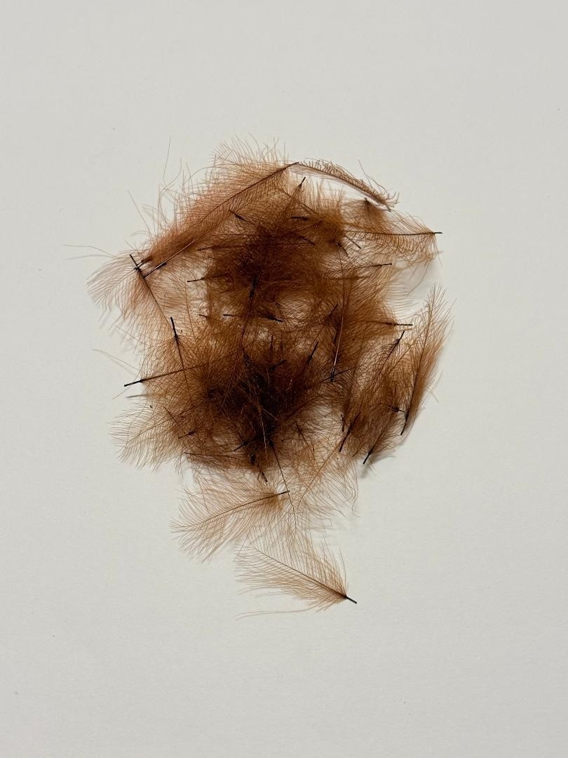 cinnamon Color CDC Feathers  1 Gram Bags