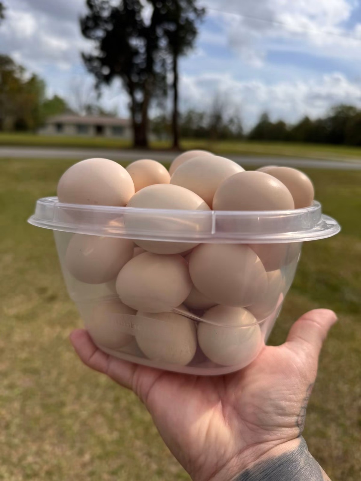 5+ Fertile chocolate serama hatching eggs
