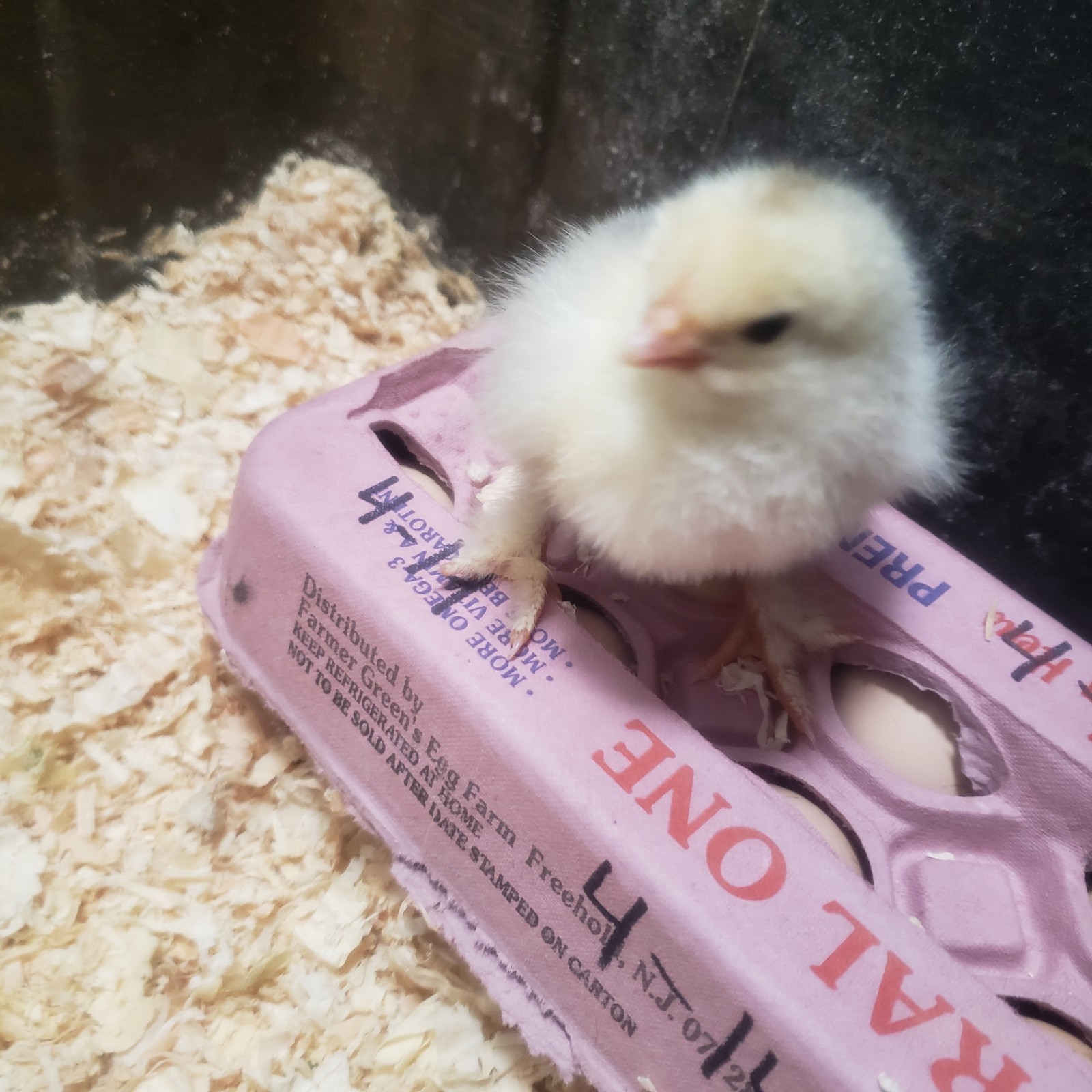 12 Rainbow Chicken Hatching Eggs Free Ranch Happy Chicken