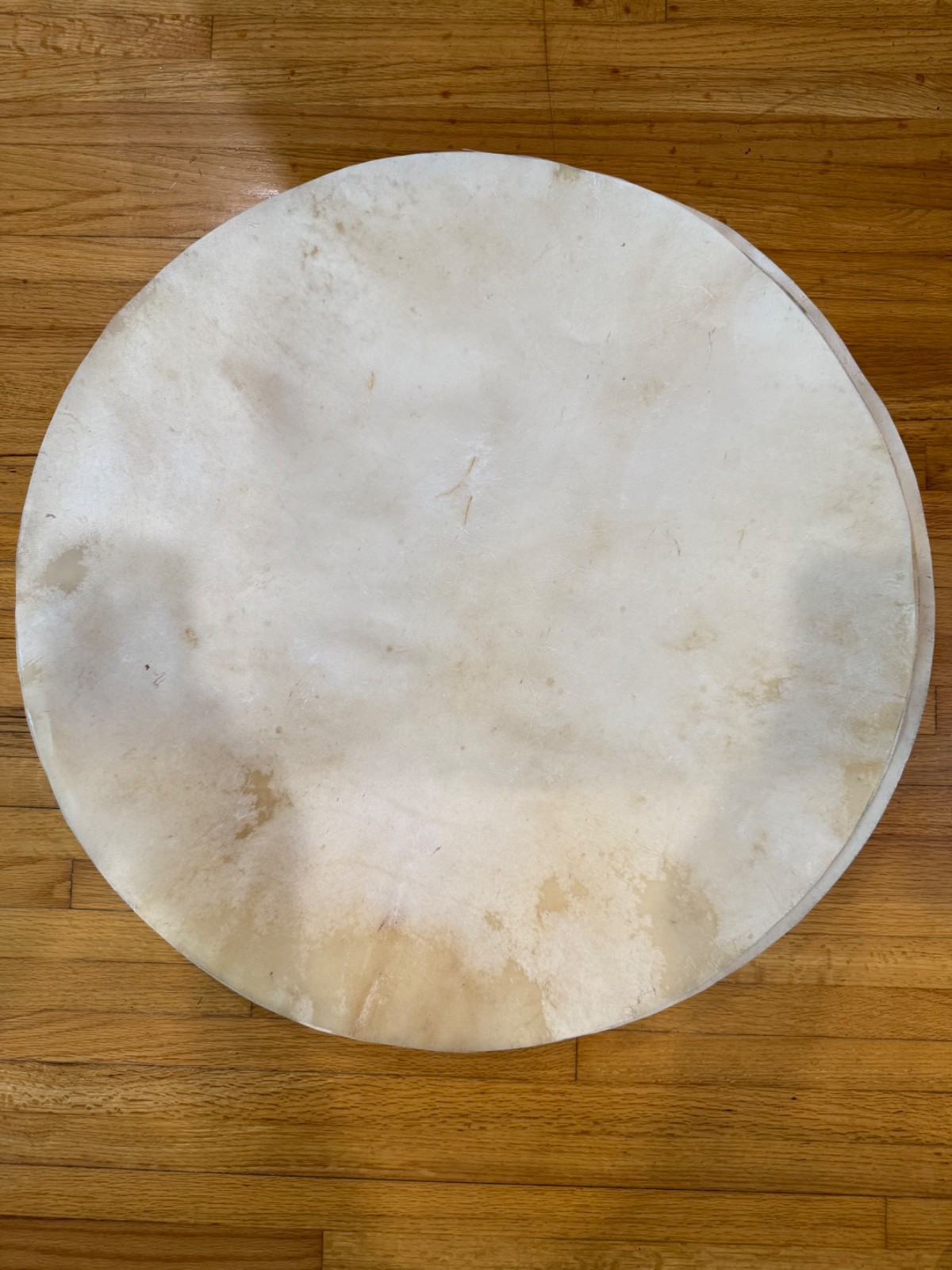 HAIRLESS Goat Skin Drum Heads Djembe Conga
