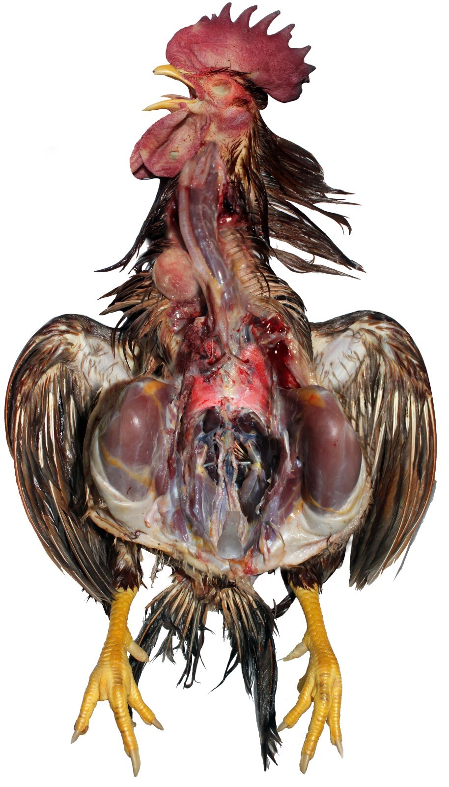 Chicken anatomy layered chart