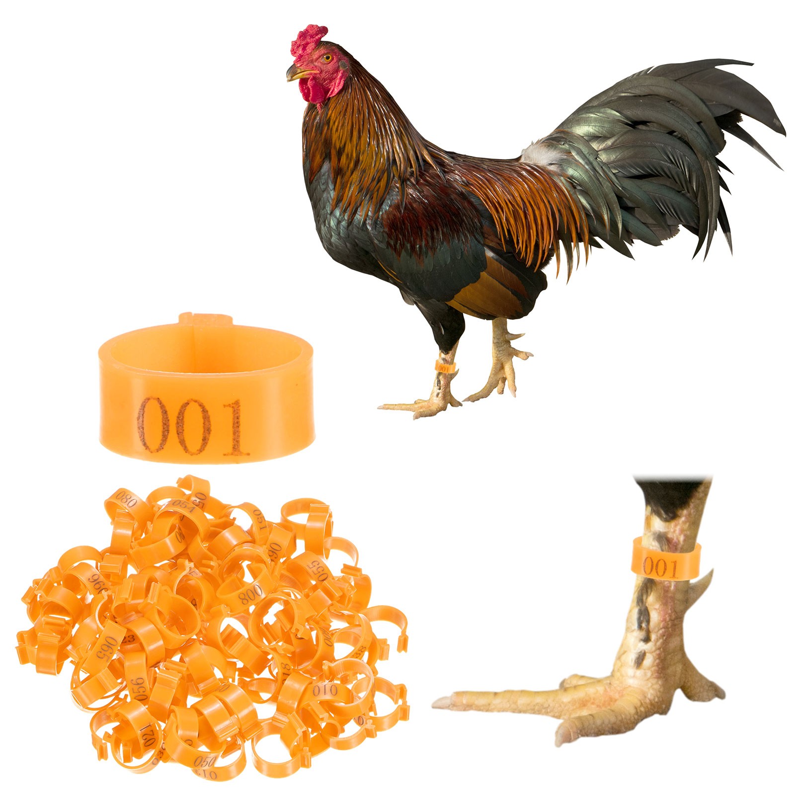 100-Pack Chickens Leg Bands, 20 mm Plastic Chicken Leg Rings [Orange]