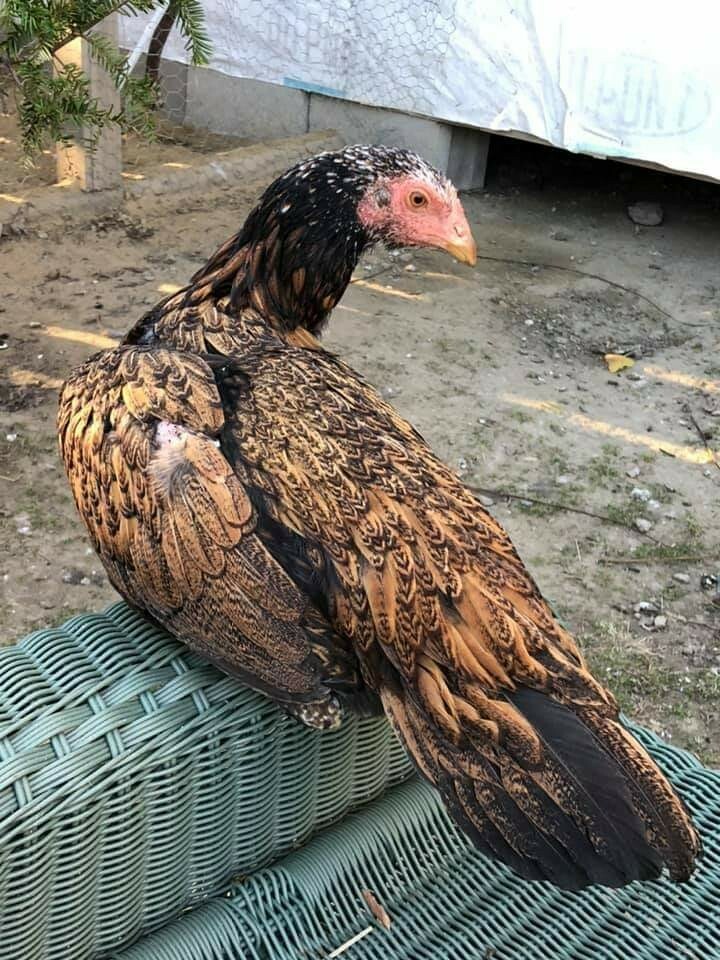 12 Fertile Hatching Eggs - Assorted Barnyard mix. MARANS POSSIBLE *RARE BREEDS*