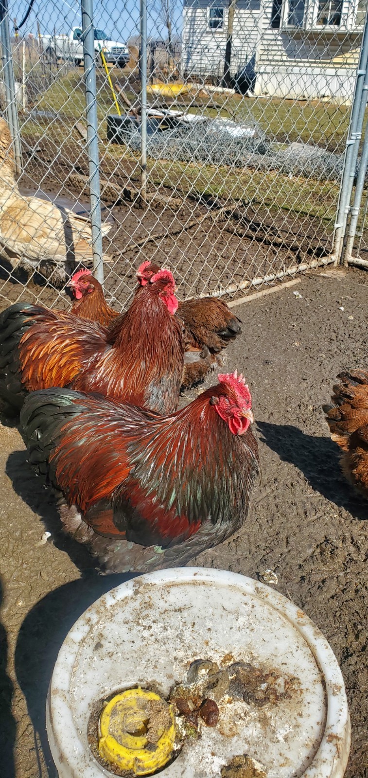 8+ Partridge English Orpington Hatching Eggs 🥚 🐣🐣🥚