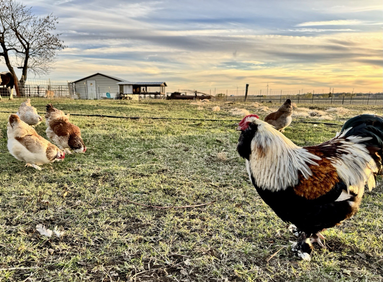 12+ Chicken Hatching Eggs Ameraucana, Easter/Olive Egger, Faverolles, Marans