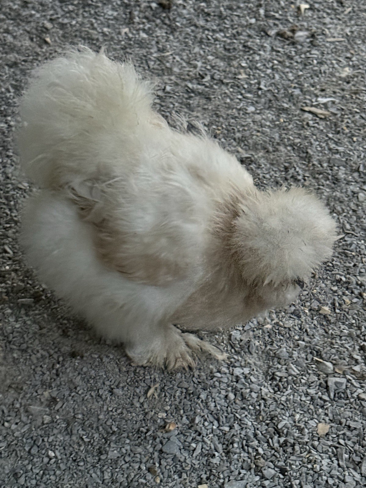 6 Silkie Hatching Eggs – Bearded, Fluffy, Show Quality Mix – Assorted Color
