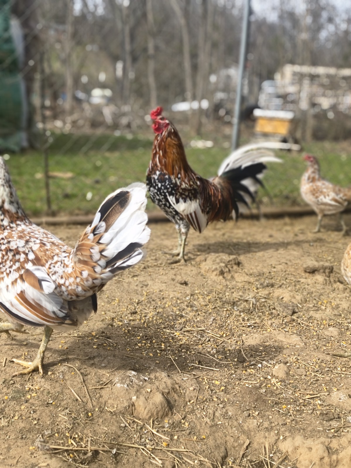18 Spangled Pure Hatching Eggs