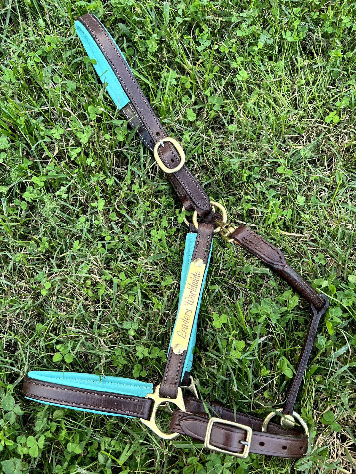Leaders 3/4" Leather Halter Turquoise Padded - Full/Horse Size Cob Pony and Mini