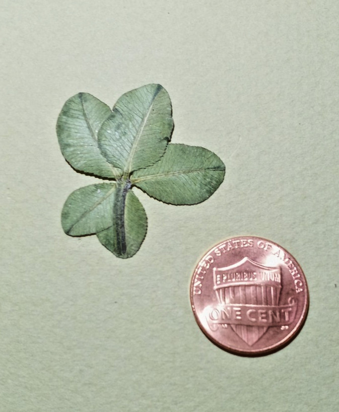 Rare 5 leaf clover - dried, and pressed - Trifolium repens, Lucky item #4