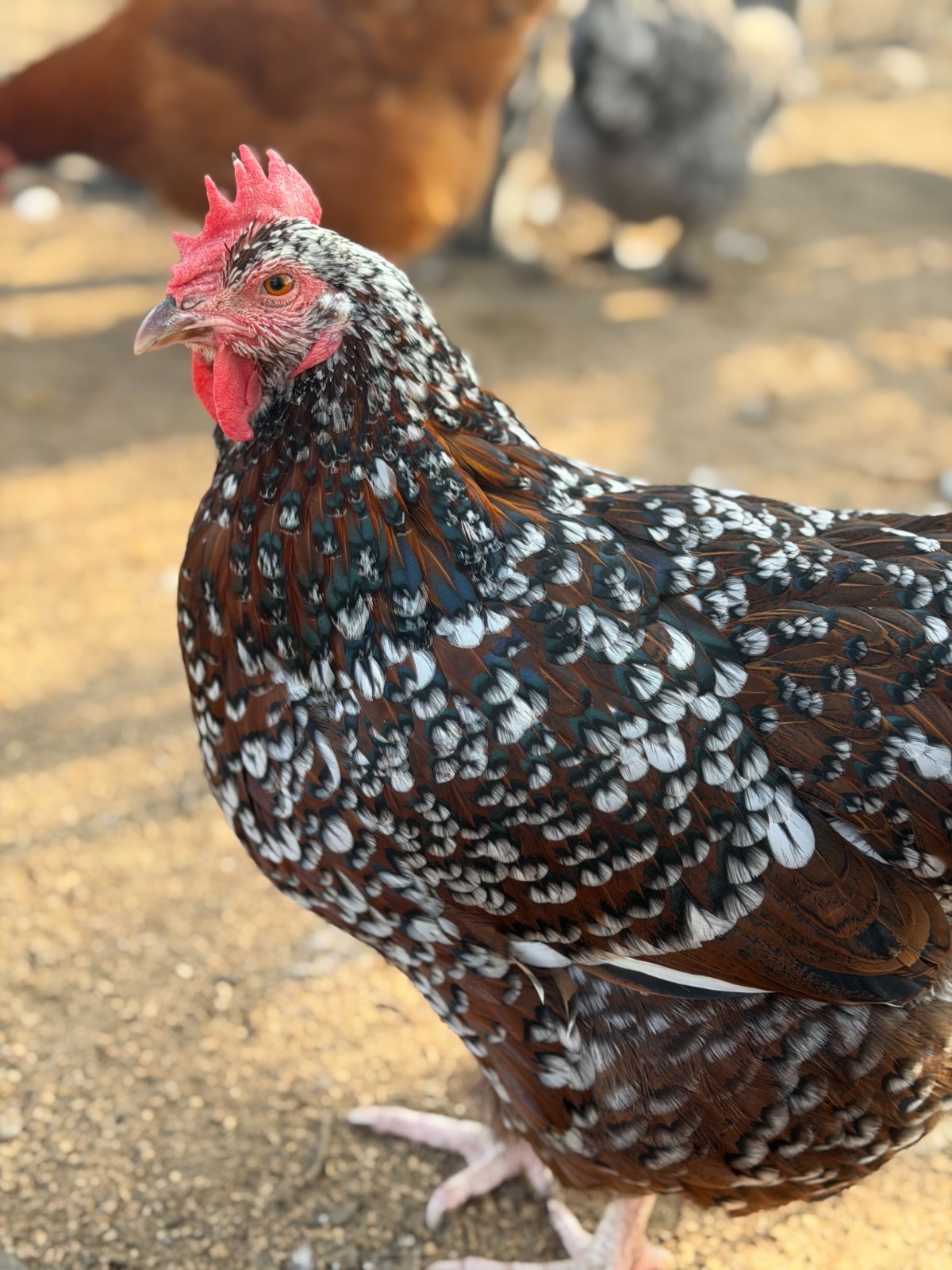 12 (+2 Extra) Easter - Olive Egger RAINBOW Chicken Hatching Eggs Mix Speckled