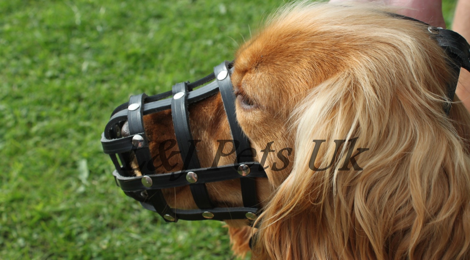 Light Leather dog Muzzle Continental Toy Spaniel Papillon &  similar snouts ,3