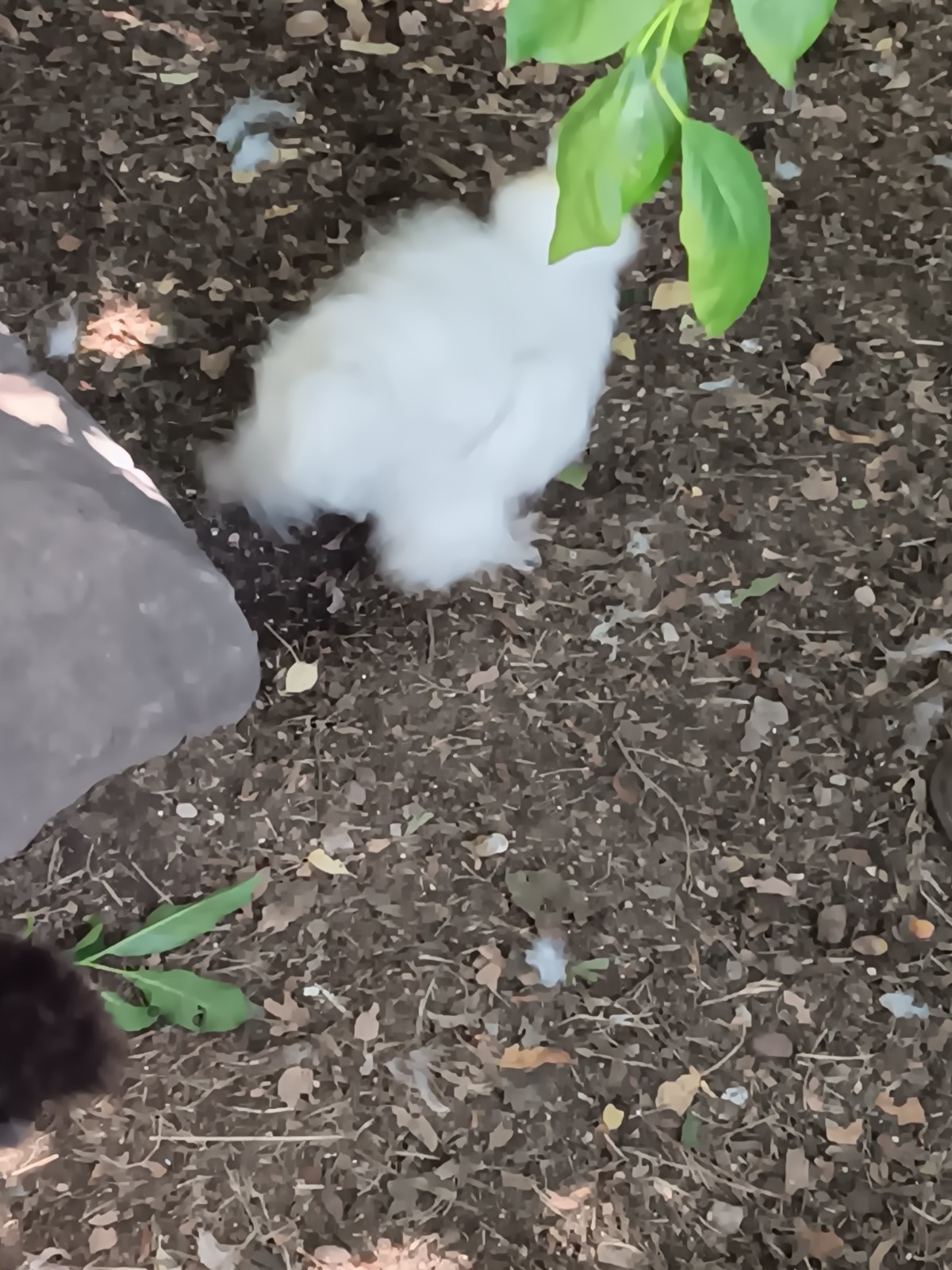 3 Silkie, Satin, Frizzle Hatching Eggs