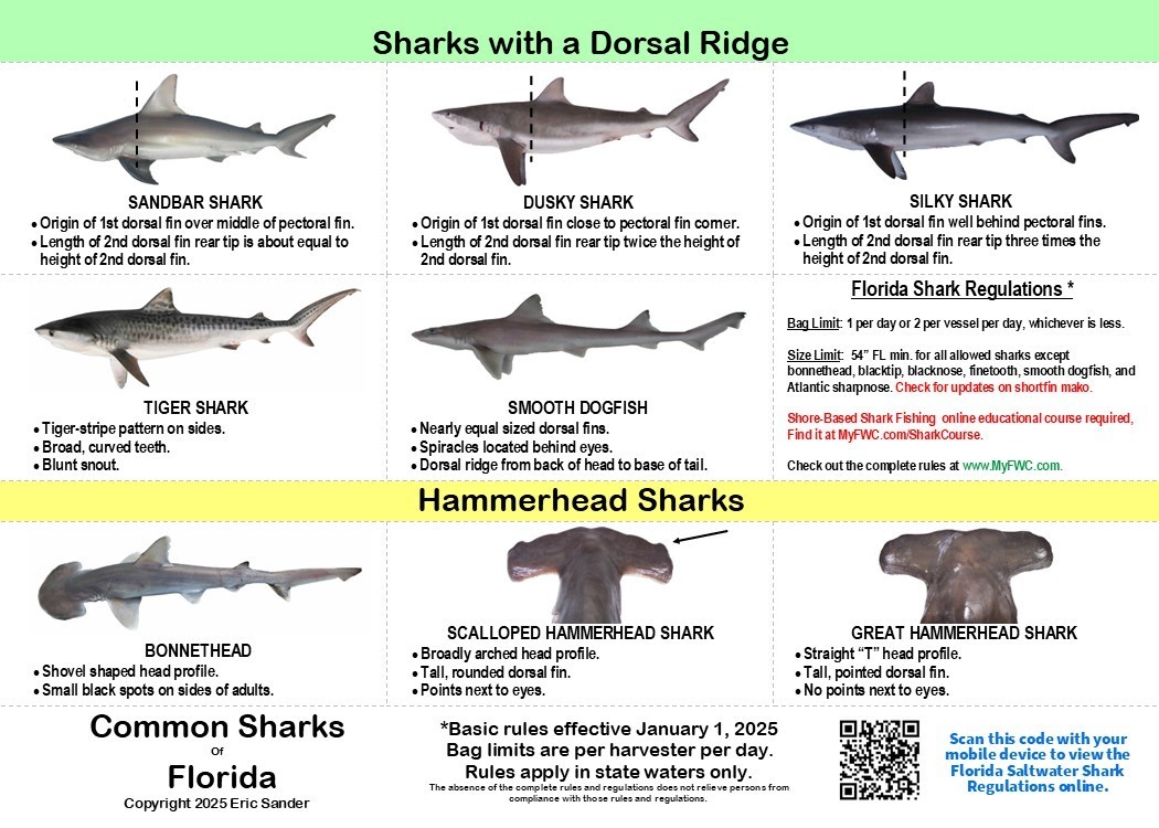 Saltwater Fish ID and Regulations MINI Card - Sharks of Florida