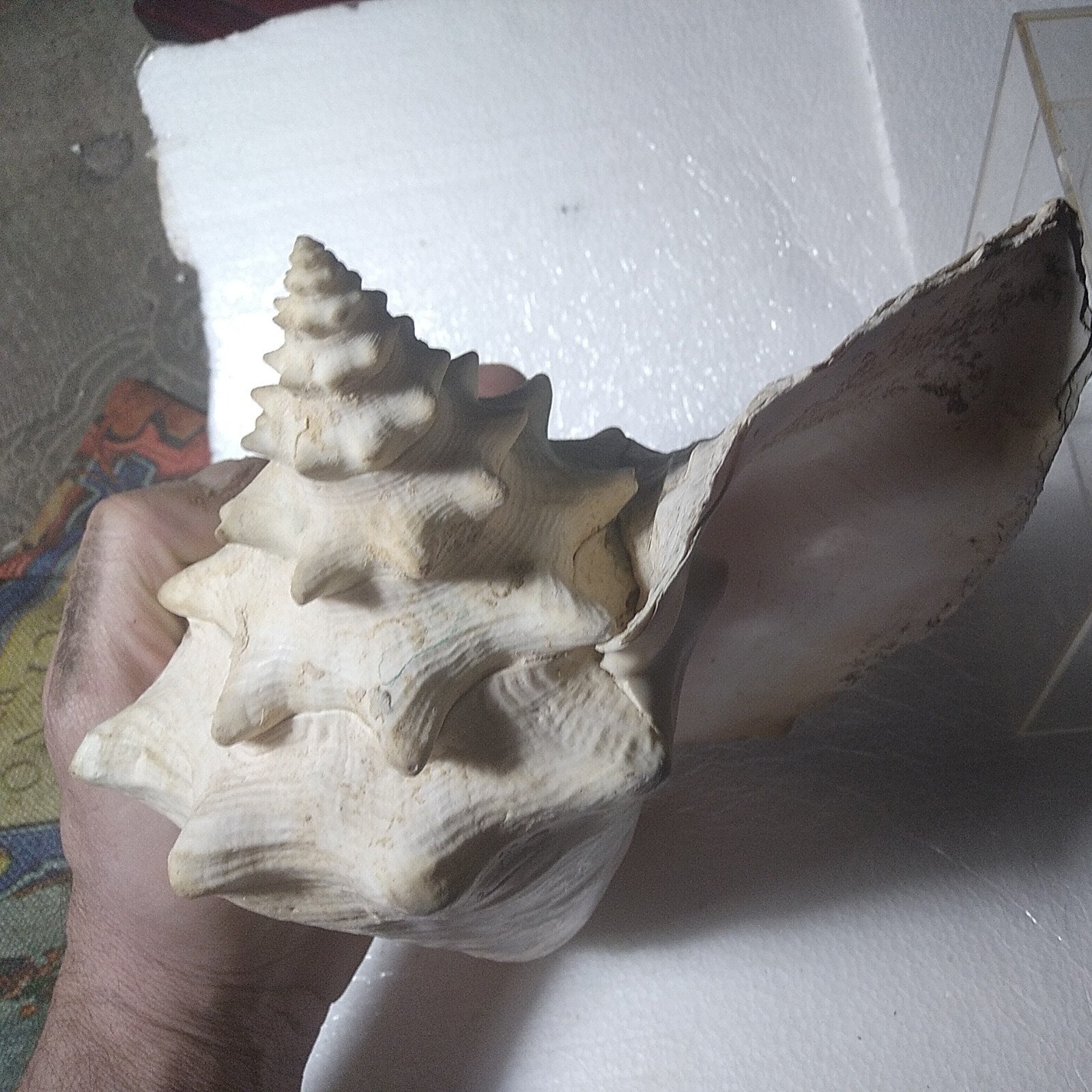 Acclimation Breeder Box (Fish,Quarantine) & Belizian Conch Shell,Aquarium Bundle