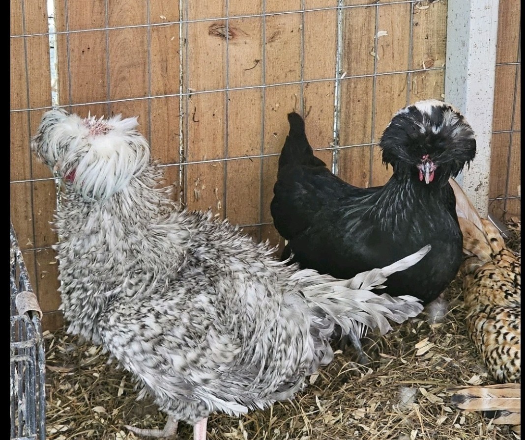 Surprise Hatching Eggs. Rare Breeds Full Blooded 12 Eggs.