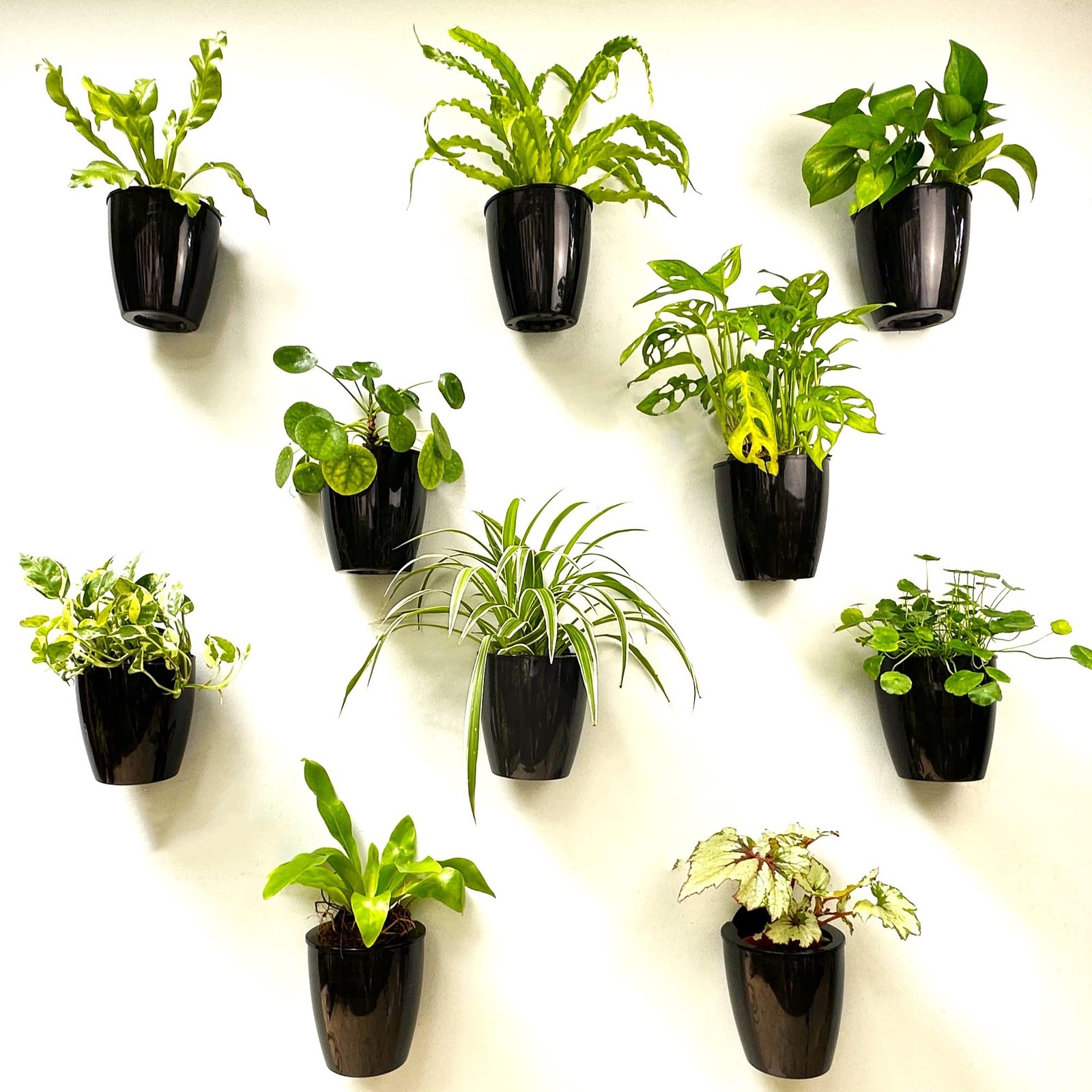 LaLaGreen Wall Planters for Indoor Plants - 10 Pack, 5 Inch Black Self Wateri...